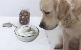 Is Yogurt Safe for Dogs?