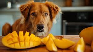 Is Mango Safe for Dogs? What You Need to Know