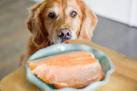 Can Dogs Eat Salmon Raw or Cooked?