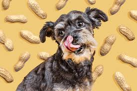 Can Dogs Have Peanuts? A Comprehensive Guide