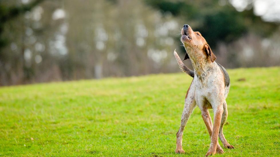 The Top 5 Reasons Dogs Howl