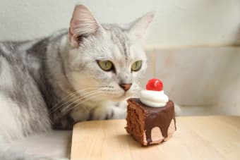 Can Cats Eat Chocolate? A Detailed Guide