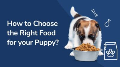 Choosing Puppy Food for Every Breed and Size: A Comprehensive Guide