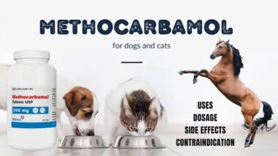 How Methocarbamol Helps Pets Recover from Pain and Inflammation