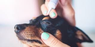 Do Your Pets Need Antibiotic Eye Drops? Here is What You Should Know