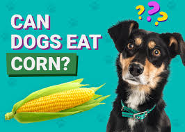 Is Corn Safe for Dogs? A Detailed Guide