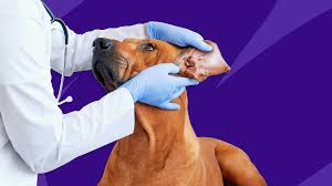 How to Care for Your Dog’s Ears and Prevent Infections: A Detailed Guide