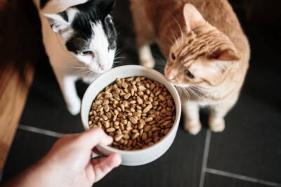 How to Choose the Best Kitten Food: A Complete Guide