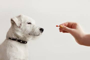 How to Safely Use Pain Medications for Dogs