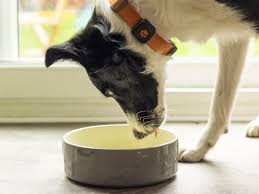 The Pros and Cons of Grain-Free Dog Food