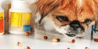 Pain Medicine for Dogs