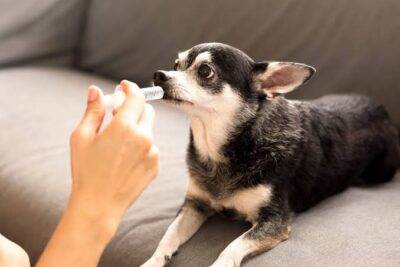 How Cephalexin Helps Treat Infections in Dogs