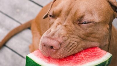 Can Dogs Eat Watermelon? Here Is What You Need to Know