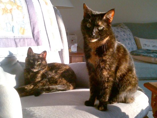 The Charm and Character of Tortoiseshell Cats