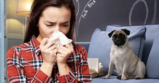 How to Live with Pets If You Have Allergies