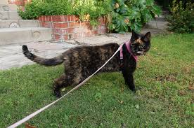 Should You Walk Your Cat on a Leash?