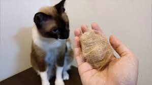 Hairballs in Cats and Dogs: Symptoms, Causes, and Solutions