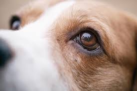 Is Your Dog Staring at You for a Reason? The Psychology of Their Gaze