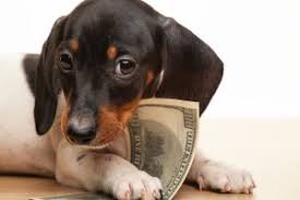 7 Tips That Will Save You Money as a Pet Parent