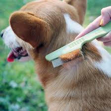 How to Keep Your Pets Flea-Free with a Flea Comb