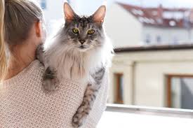 Which Cat Breed is Your Ideal Companion?