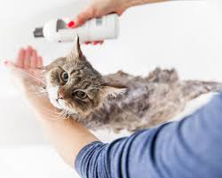 5 Stress-Free Tips for Giving Your Cat a Bath