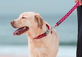 What Kind of Leash Should You Buy Your Dog?