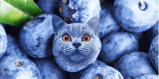 Are Blueberries Safe for Cats?