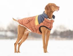 How to Choose the Ideal Coat for Your Dog’s Needs