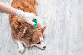 Proven Strategies for Tackling Fleas in Dogs