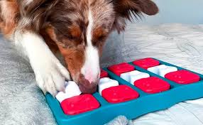 Brain-Boosting Games for Your Dog