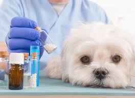 How to Administer Amoxicillin to Your Dog