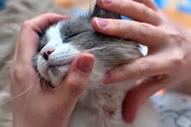 How to Treat Allergies in Cats