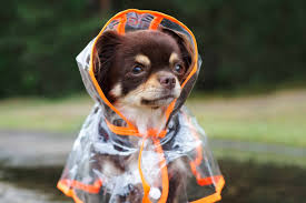 How to Get Your Dog Ready for a Natural Disaster