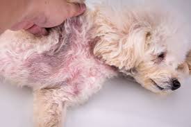 How Yeast Infections Affect Your Dog’s Skin