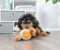 Top Tips for Selecting the Best Dog Toys