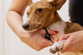 How to Trim Your Pet’s Nails Calmly and Confidently