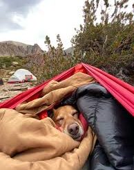 How to Make Camping with Your Dog Easy and Stress-Free