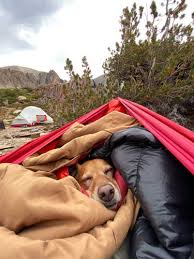 How to Make Camping with Your Dog Easy and Stress-Free