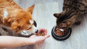 Can Cats Eat Dry Dog Food?