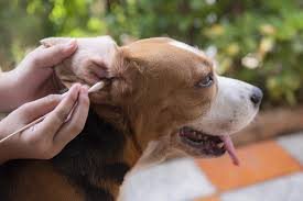 How to Clean Your Dog’s Ears Properly