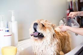 How Often to Bathe and Groom a Dog