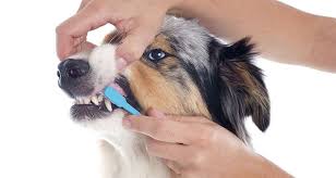 Proper Dental Care for Your Dog’s Teeth