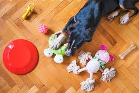 Everyday Household Items That Can Be Great Dog Toys