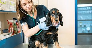 5 Benefits of Regular Vet Check-Ups