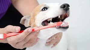 Tips for Maintaining Your Dog’s Dental Health