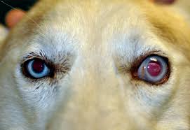 Managing Glaucoma in Pets with Dorzolamide Timolol