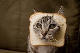 Is It Safe for Cats to Snack on Bread?