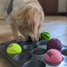 Enjoyable Games to Play with Your Dog