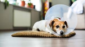 The Advantages of Neutering or Spaying Your Dog